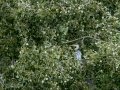 Garza Real - Ardea cinerea - Bernat pescaire