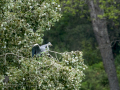 Garza Real - Ardea cinerea - Bernat pescaire