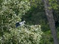 Garza Real - Ardea cinerea - Bernat pescaire