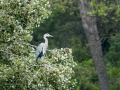 Garza Real - Ardea cinerea - Bernat pescaire