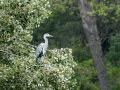 Garza Real - Ardea cinerea - Bernat pescaire