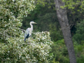 Garza Real - Ardea cinerea - Bernat pescaire