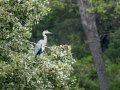 Garza Real - Ardea cinerea - Bernat pescaire