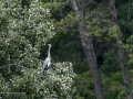 Garza Real - Ardea cinerea - Bernat pescaire