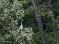 Garza Real - Ardea cinerea - Bernat pescaire