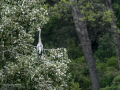 Garza Real - Ardea cinerea - Bernat pescaire
