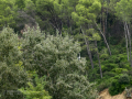 Garza Real - Ardea cinerea - Bernat pescaire