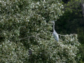 Garza Real - Ardea cinerea - Bernat pescaire