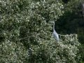 Garza Real - Ardea cinerea - Bernat pescaire