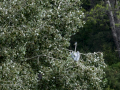 Garza Real - Ardea cinerea - Bernat pescaire