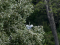 Garza Real - Ardea cinerea - Bernat pescaire