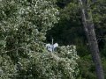 Garza Real - Ardea cinerea - Bernat pescaire