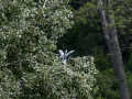 Garza Real - Ardea cinerea - Bernat pescaire