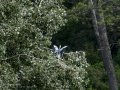 Garza Real - Ardea cinerea - Bernat pescaire