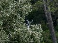 Garza Real - Ardea cinerea - Bernat pescaire