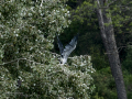 Garza Real - Ardea cinerea - Bernat pescaire