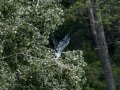 Garza Real - Ardea cinerea - Bernat pescaire