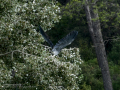 Garza Real - Ardea cinerea - Bernat pescaire