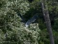 Garza Real - Ardea cinerea - Bernat pescaire