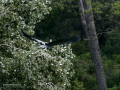 Garza Real - Ardea cinerea - Bernat pescaire