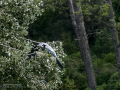 Garza Real - Ardea cinerea - Bernat pescaire