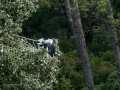Garza Real - Ardea cinerea - Bernat pescaire