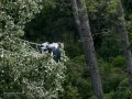 Garza Real - Ardea cinerea - Bernat pescaire