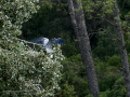 Garza Real - Ardea cinerea - Bernat pescaire