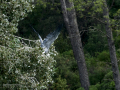 Garza Real - Ardea cinerea - Bernat pescaire
