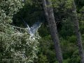 Garza Real - Ardea cinerea - Bernat pescaire