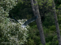 Garza Real - Ardea cinerea - Bernat pescaire