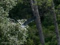 Garza Real - Ardea cinerea - Bernat pescaire