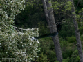 Garza Real - Ardea cinerea - Bernat pescaire