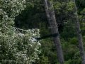 Garza Real - Ardea cinerea - Bernat pescaire