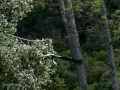 Garza Real - Ardea cinerea - Bernat pescaire