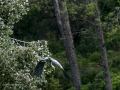 Garza Real - Ardea cinerea - Bernat pescaire