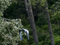 Garza Real - Ardea cinerea - Bernat pescaire
