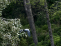 Garza Real - Ardea cinerea - Bernat pescaire