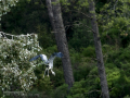 Garza Real - Ardea cinerea - Bernat pescaire