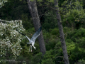 Garza Real - Ardea cinerea - Bernat pescaire