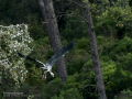 Garza Real - Ardea cinerea - Bernat pescaire
