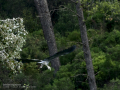Garza Real - Ardea cinerea - Bernat pescaire