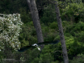 Garza Real - Ardea cinerea - Bernat pescaire