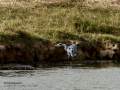 Garza Real - Ardea cinerea - Bernat pescaire