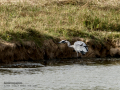 Garza Real - Ardea cinerea - Bernat pescaire
