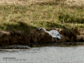 Garza Real - Ardea cinerea - Bernat pescaire