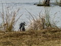 Garza Real - Ardea cinerea - Bernat pescaire Garza Real - Ardea cinerea - Bernat pescaire