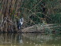 Garza Real - Ardea cinerea - Bernat pescaire