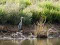Garza Real - Ardea cinerea - Bernat pescaire