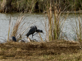 Garza Real - Ardea cinerea - Bernat pescaire